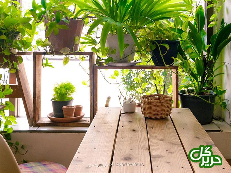 چند ترفند برای خوشگل كردن منزل با گیاهان آپارتمانی