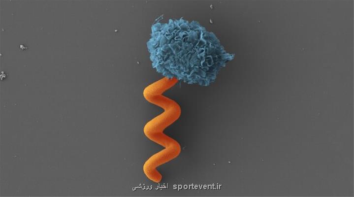 میكروربات هایی كه خودرا از سیستم ایمنی بدن پنهان می كنند